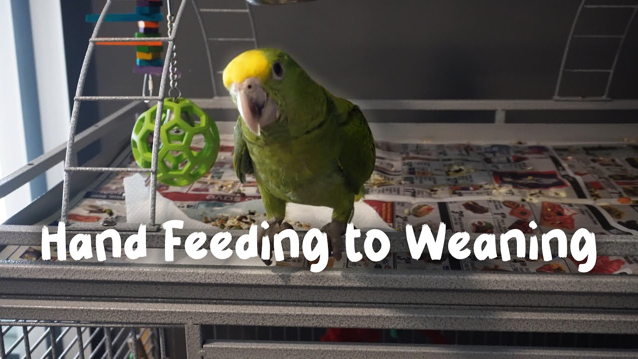 Don't make this mistake when weaning your baby Amazon Parrot