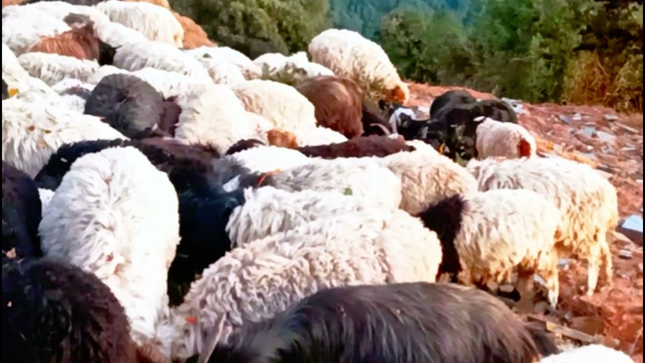 sheep's and goat's Grazing in the Himalayas Nepal 
