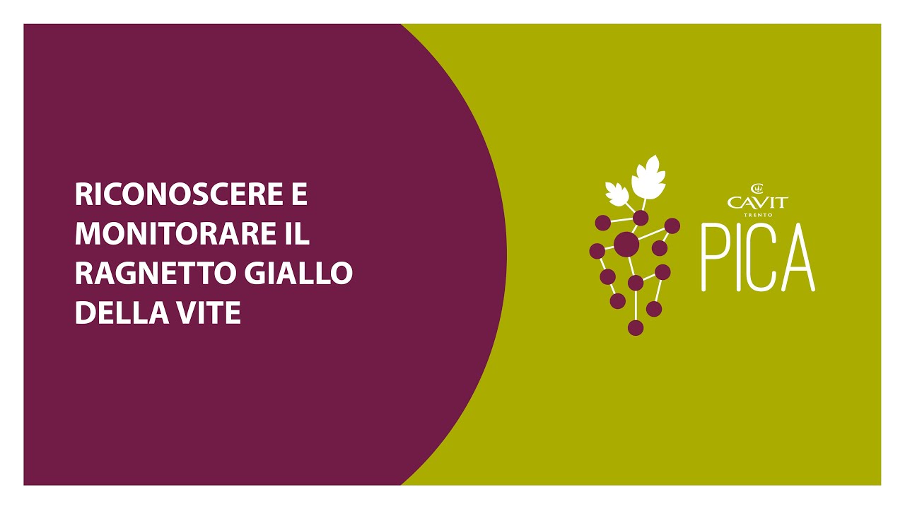 Riconoscere e monitorare il Ragnetto giallo della Vite