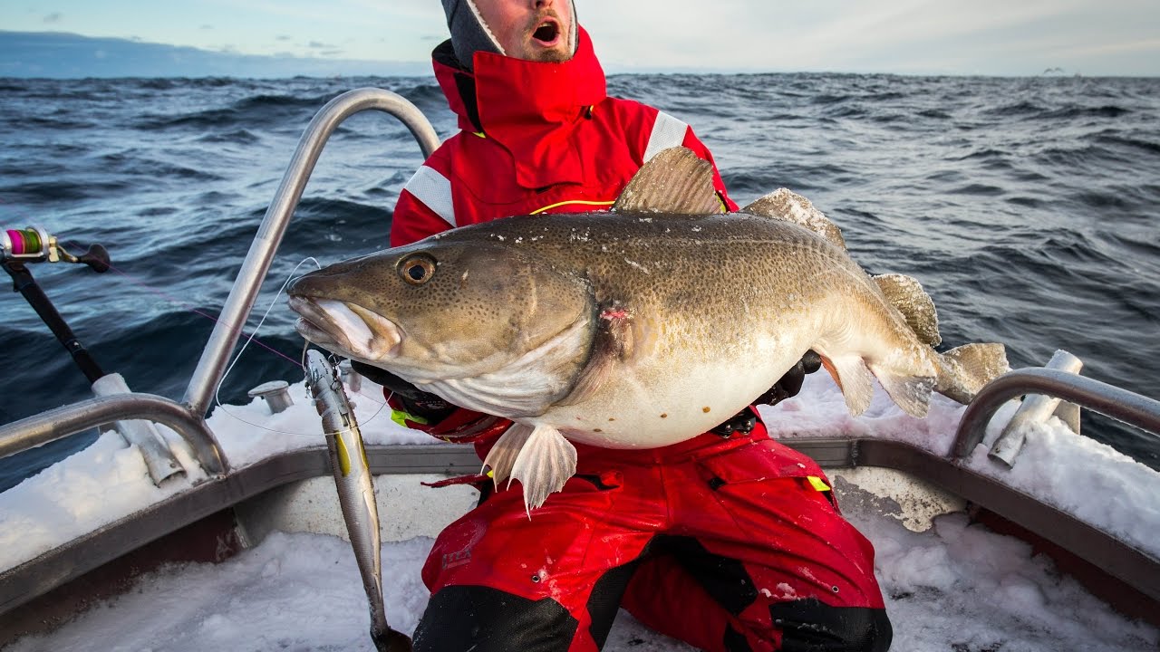 First day during Skreifishing in Hav&oslash;ysund!