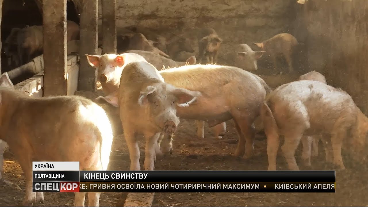 Финал полугодовой истории: на Полтавщине решают, что делать со стаей свиней