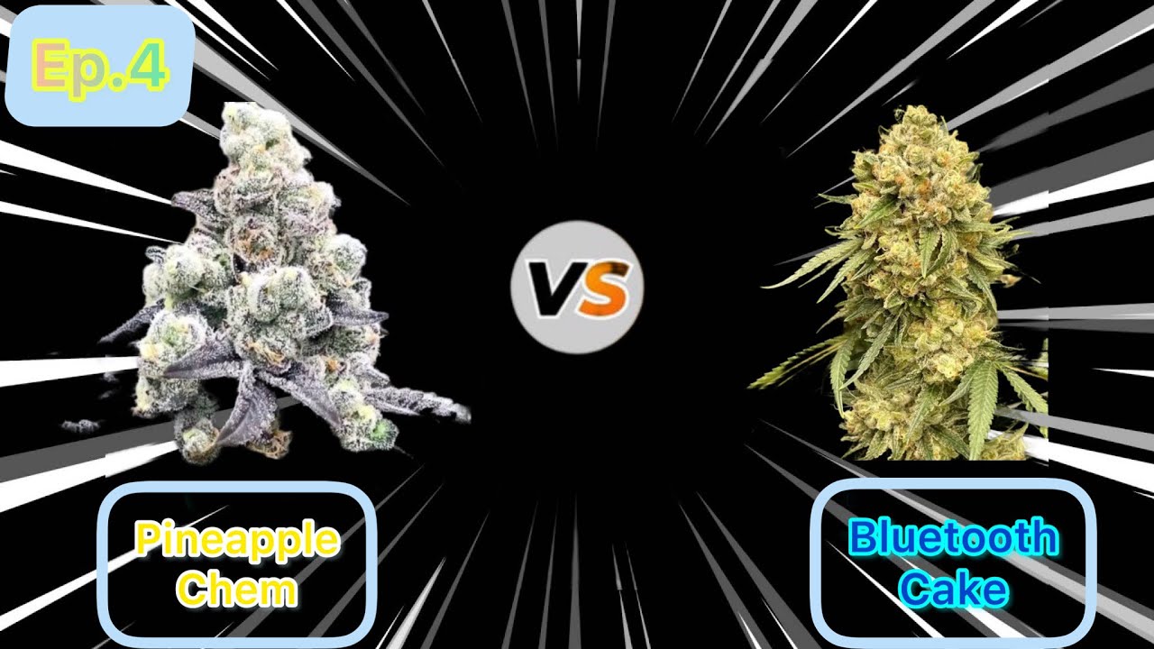Battle of the strains: Ep.4