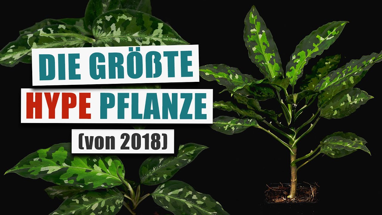 Aglaonema pictum 'Tricolor' - Schon wieder uncool? | Pflanzen-Portrait