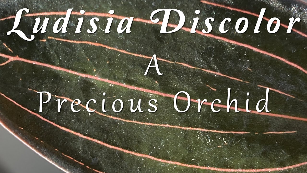 Ludisia discolor - A Precious Orchid