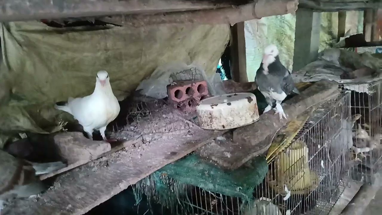 Đón thêm thành viên mới hai tổ chim câu đã nở