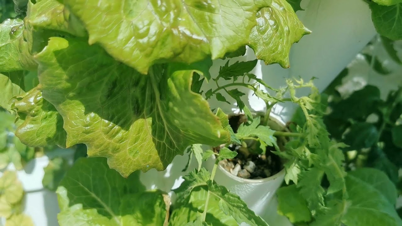 Coltivazione orto domestico sul balcone con la Torre Eoliana