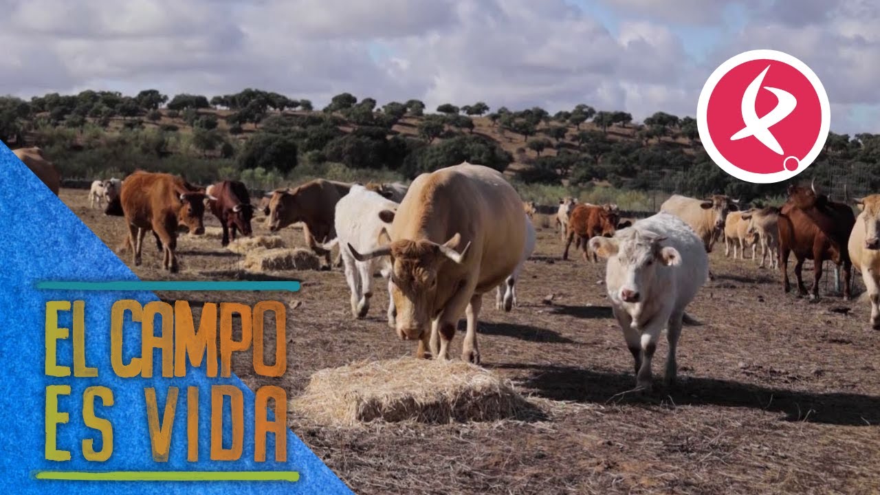 Las vacas veteranas de María no dejan comer a las más jóvenes | El campo es vida