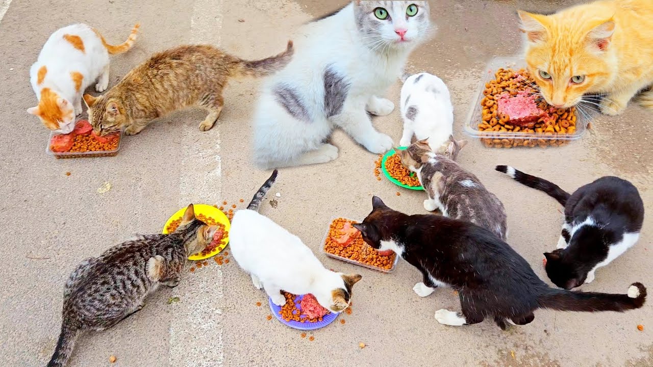 Cute hungry kittens are waiting for me everyday for food and love