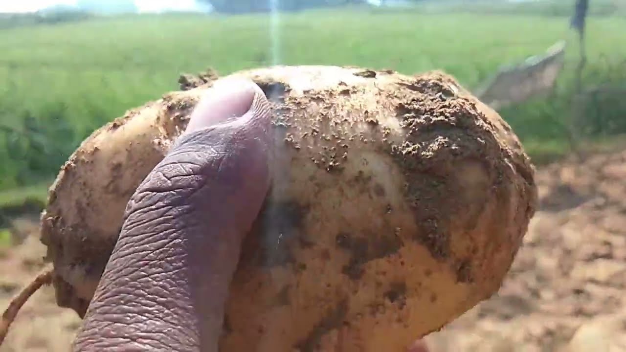 Former potato// आलू खनता हुआ किसान