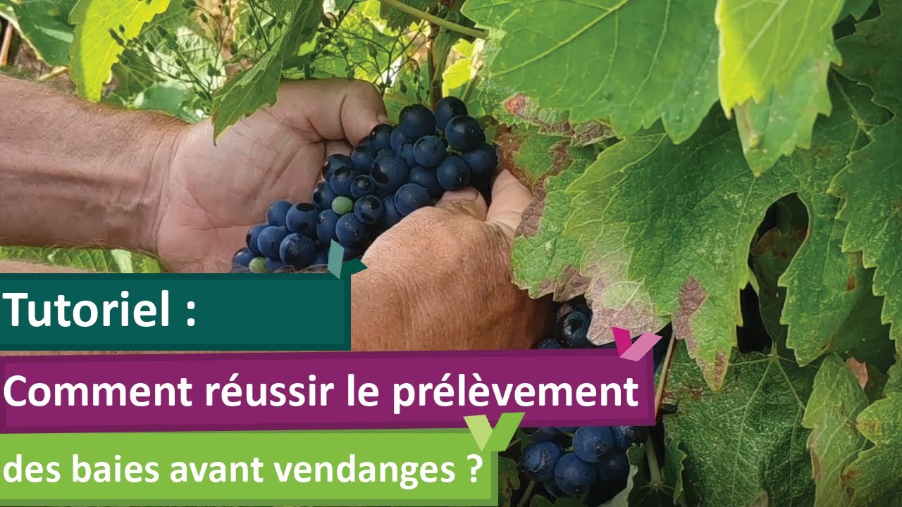 Comment réussir le prélèvement des baies avant vendanges ?