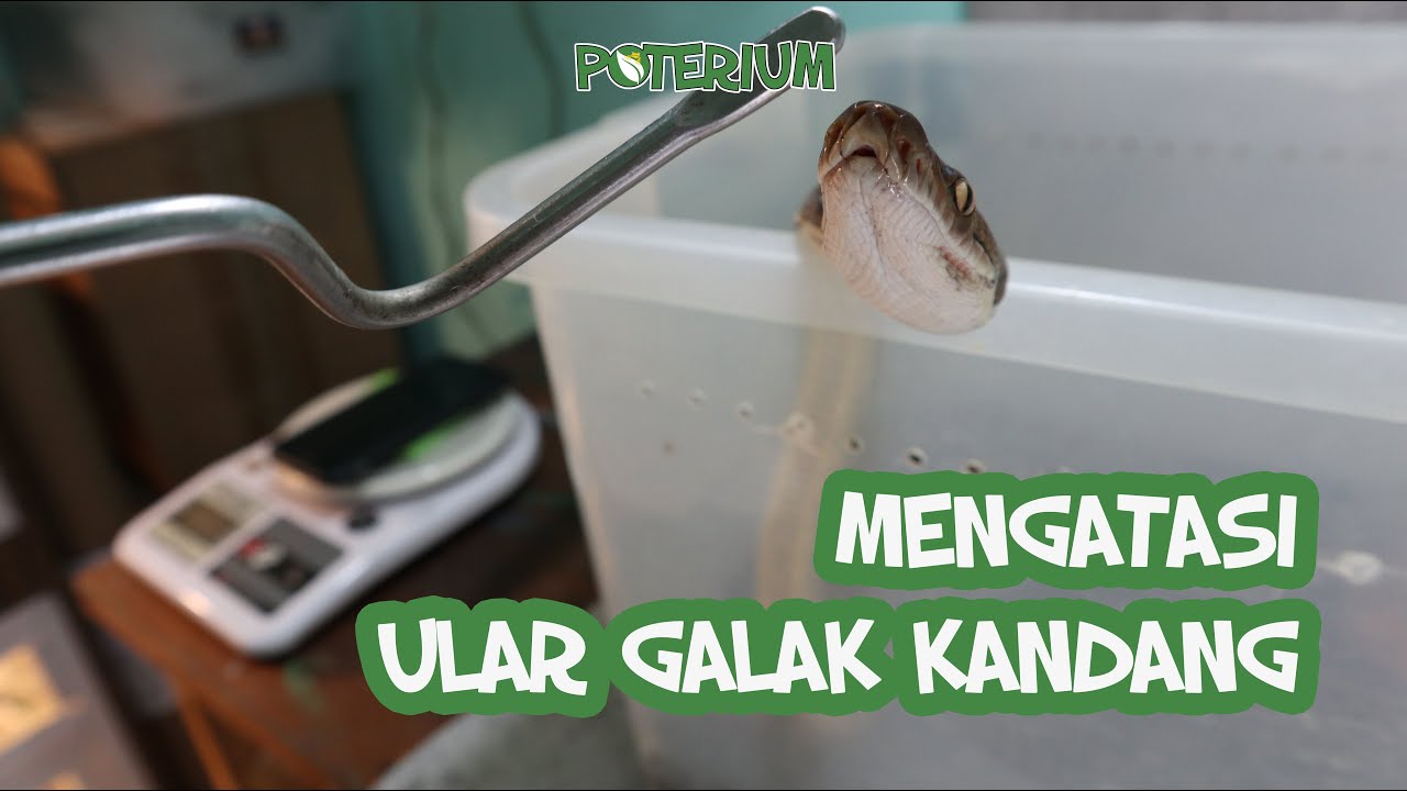 Mengatasi Ular Galak Kandang