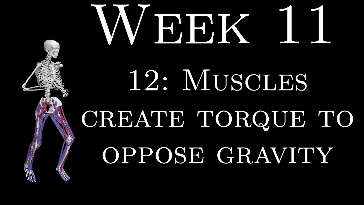 K305 Week 11 - 12 - Muscles create torque to oppose gravity