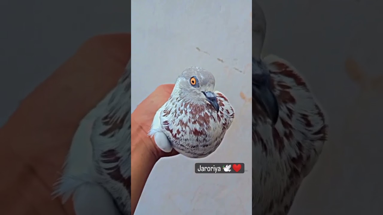 Pigeon Racing Time ❤️&zwj;🔥😵 #shorts #pigeonbreeding #pigeonslovers #pigeonracing #pigeonshortvideo