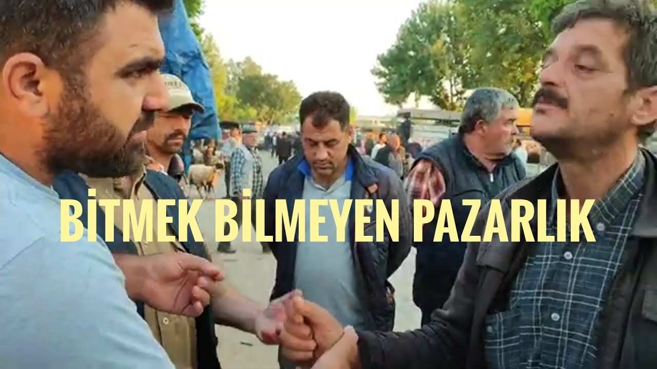 17 MAYIS  2022 İZMİR TİRE HAYVAN PAZARINDA KURBANLIK KUZU KOYUN KOÇ KEÇİ DANA DÜVE BİLGİLERİ