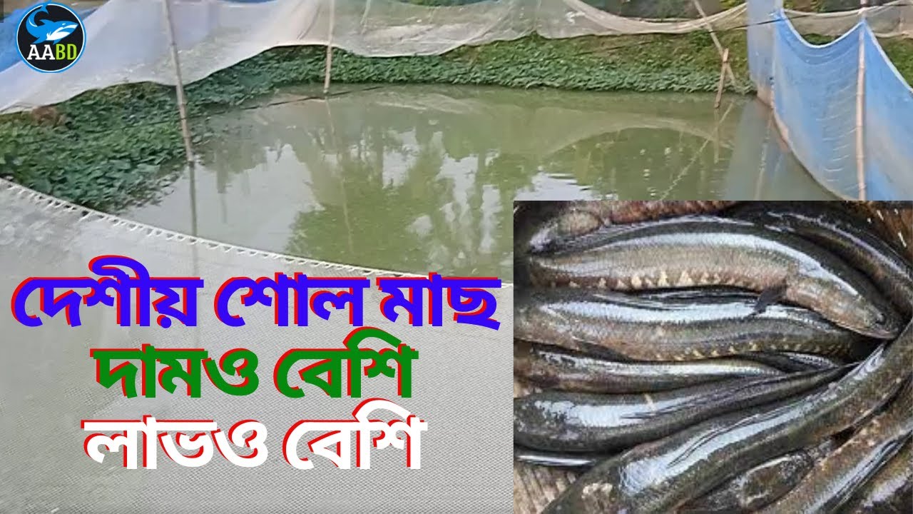 দেশীয় শোল মাছের লাভজনক  চাষ পদ্ধতি (Easy Culture Methods of Indigenous Snake Head Fish)