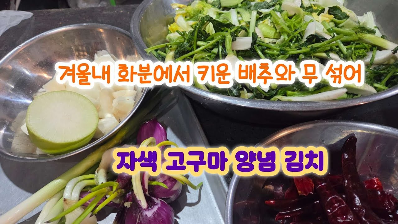 겨울내 화분에서 키운 배추와 무 섞어  자색고구마 김치 양념 남은거로 후다닥 봄동 김치와 물김치해요~