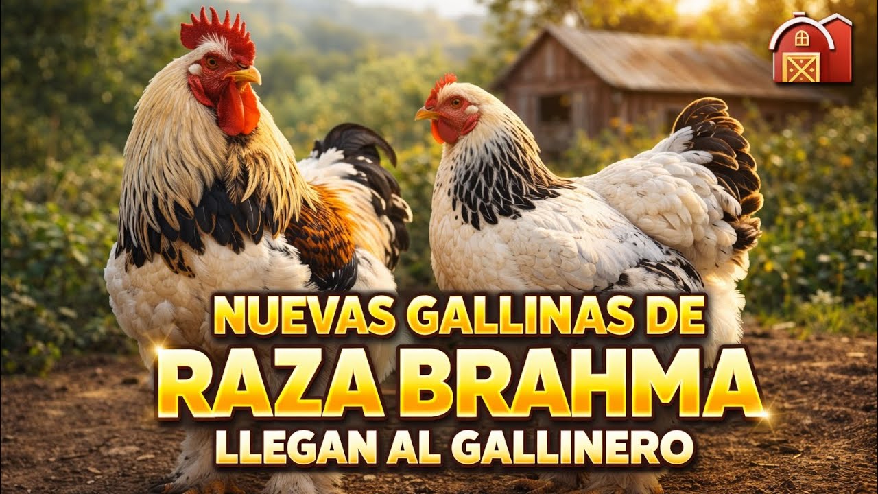 Gallinas Brahma mejorando la calidad de las aves en el gallenero de la Finca