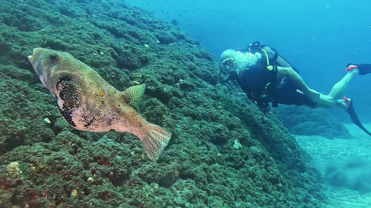 🇷🇪😉LA VERSION COURTE DU FILM DE JANVIER 2026!🐬🇷🇪