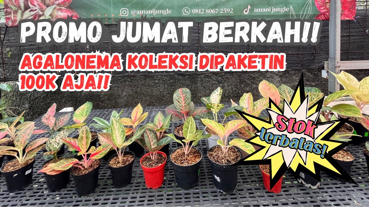 PROMO JUMAT BERKAH!! AGALONEMA KOLEKSI DIPAKETIN 100K AJA!!