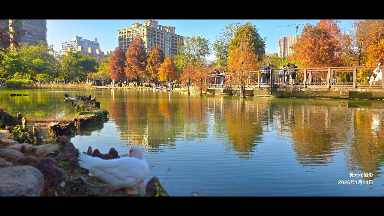 高雄凹仔底公園 落羽松之美