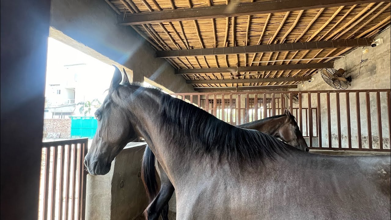 Hoof oil for horses #komalstudfarm