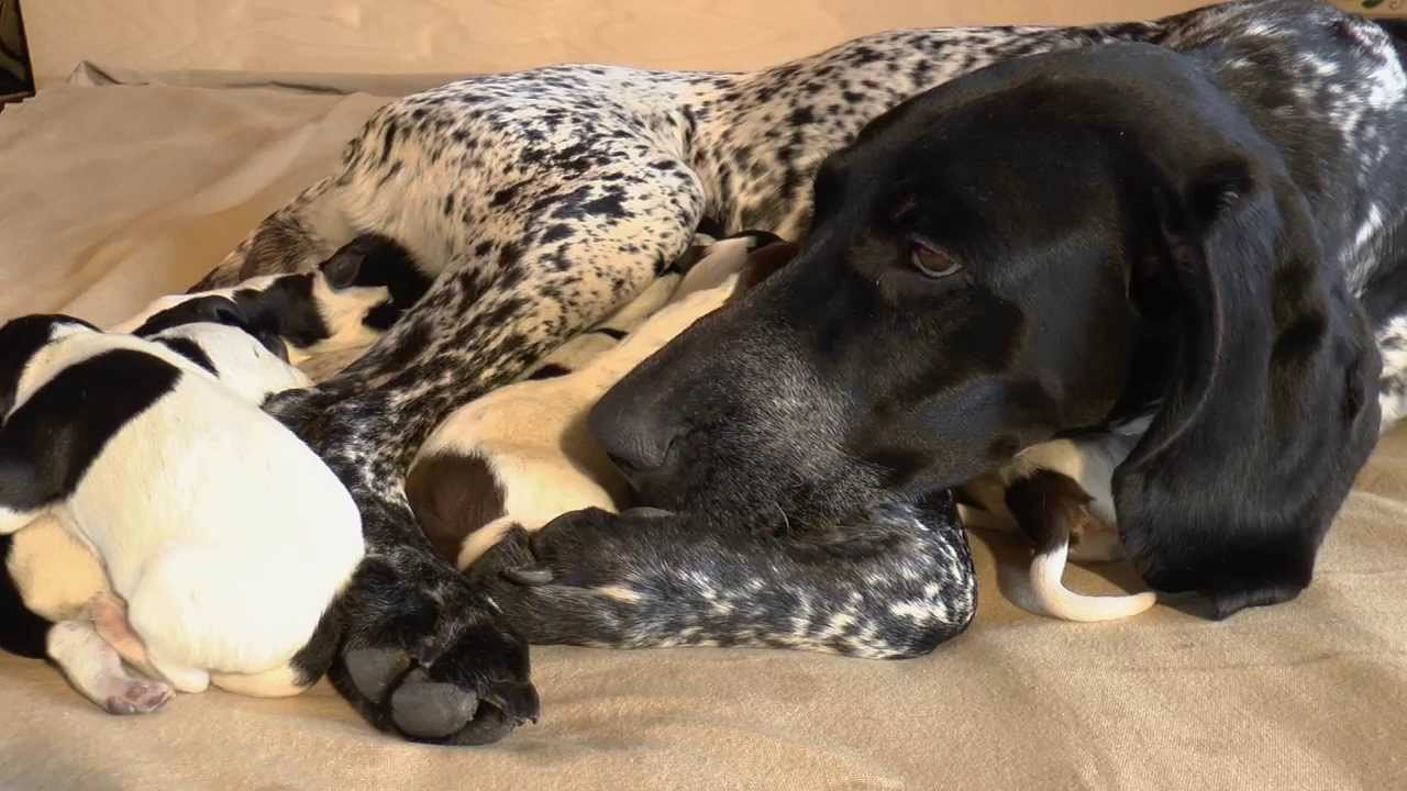 HUNTING DOG PUPPIES - Deutsch Kurzhaar Donau-Wirbeln 