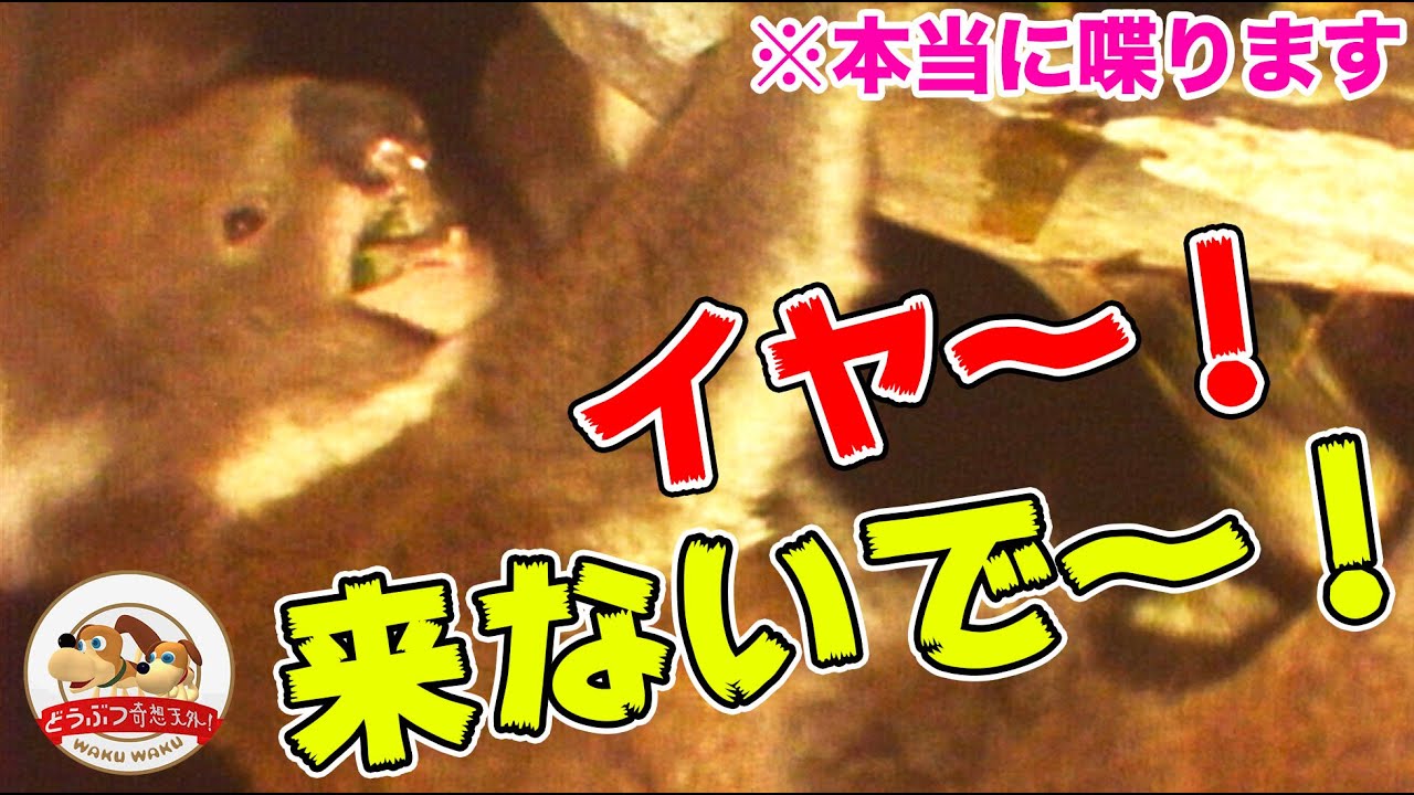 メスのコアラはオスの誘いを断る時『イヤ～！来ないで～！』と叫ぶ！【どうぶつ奇想天外／WAKUWAKU】