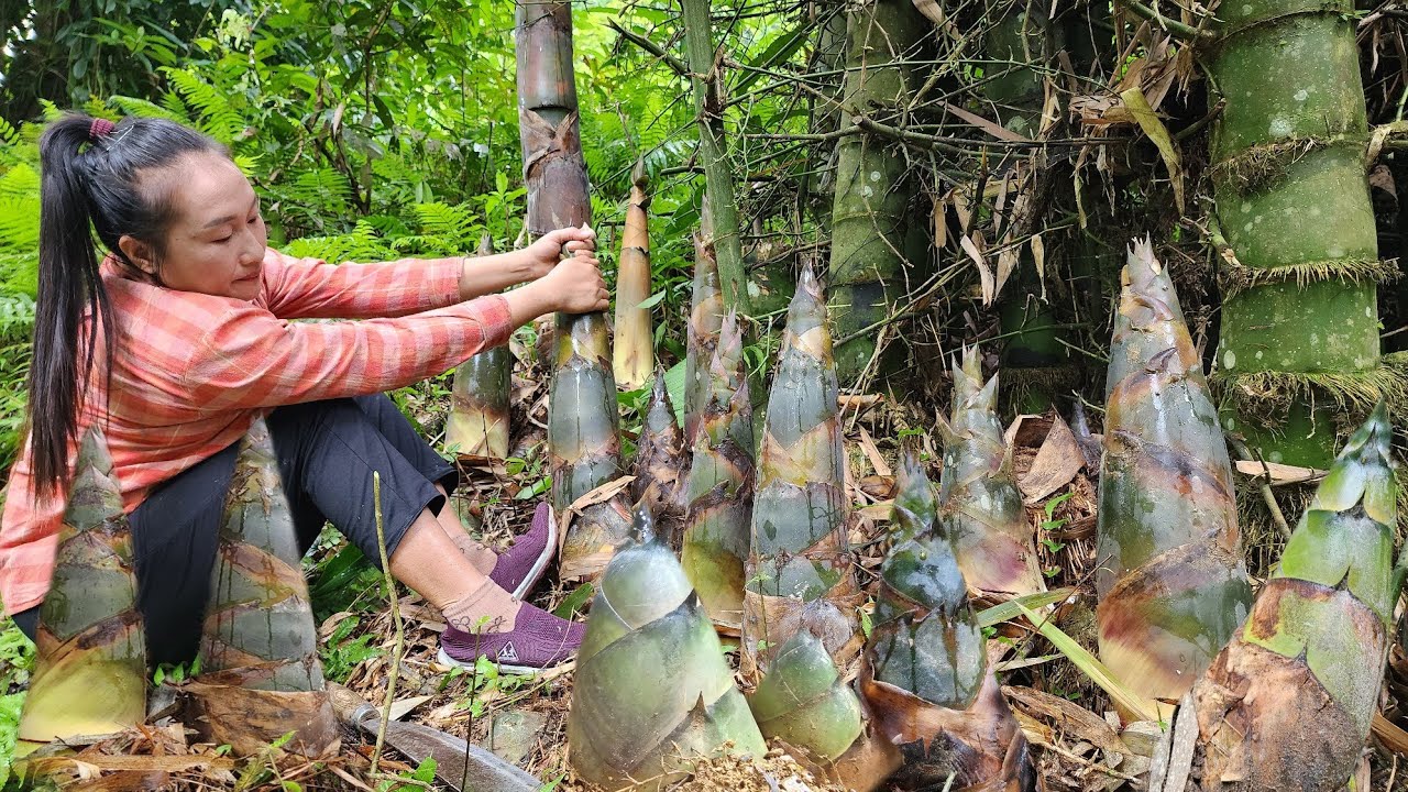 Harvesting giant bamboo shoots by the stream, how to make pickled bamboo shoots with chili, cooking.