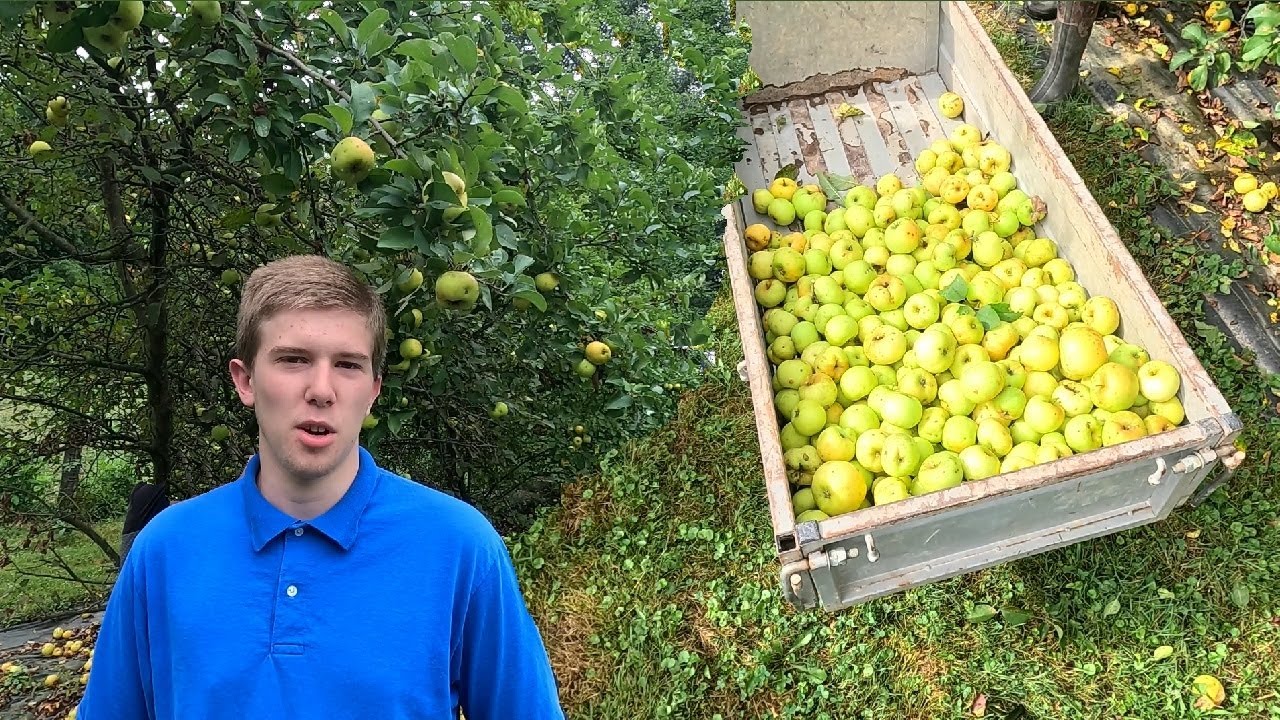 How We Pick Apples Plus We are Trimming Trees Along the Driveway