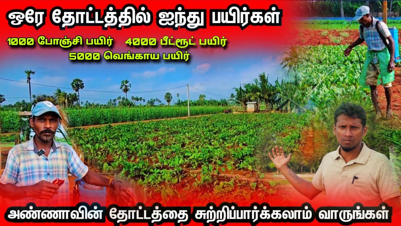 யாழில் ஒரே தோட்டத்தில் ஐந்து பயிர்கள் செய்யும் விவசாயி அண்ணாவின் தோட்டத்தை பாருங்கள்
