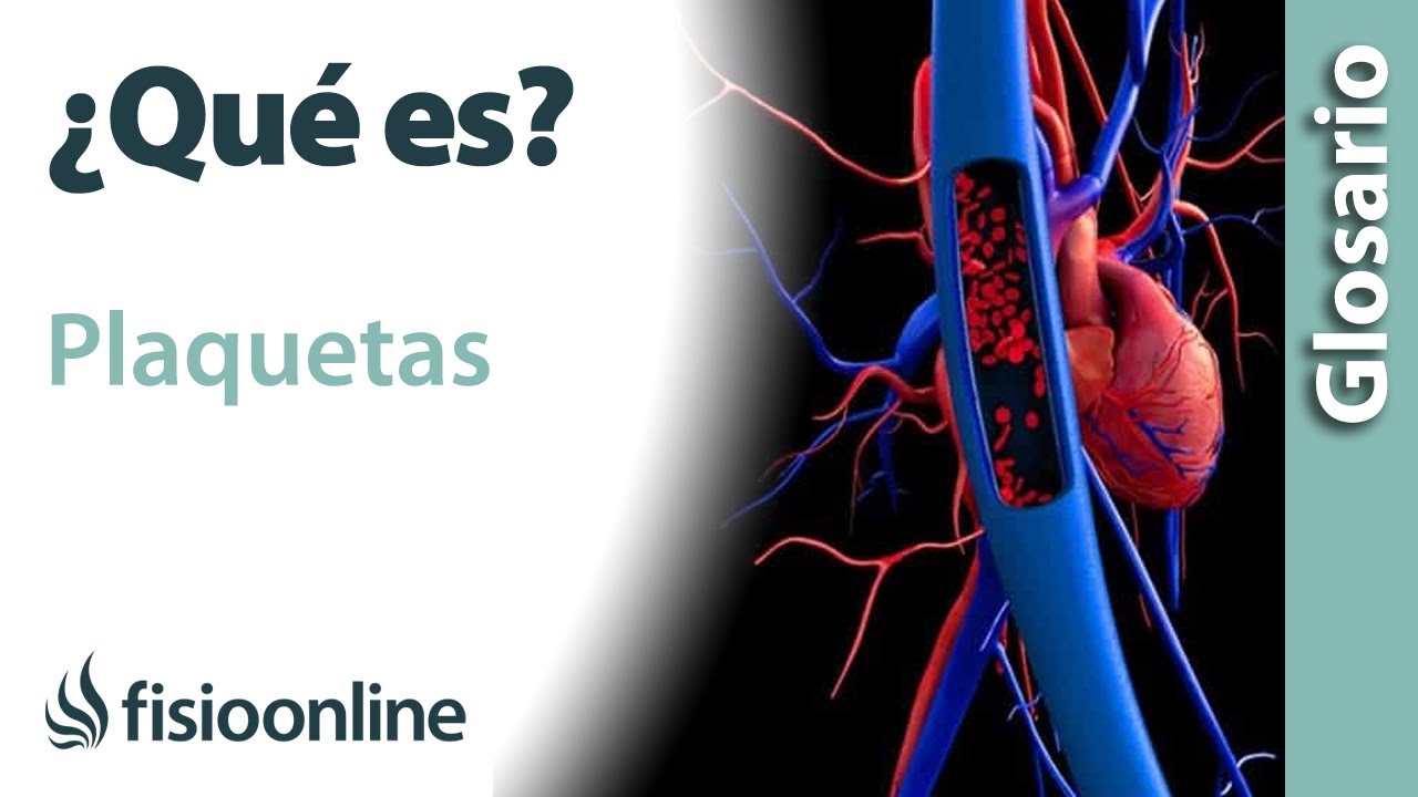 PLAQUETAS | Qu&eacute; son, componentes, ubicaci&oacute;n, funciones y enfermedades
