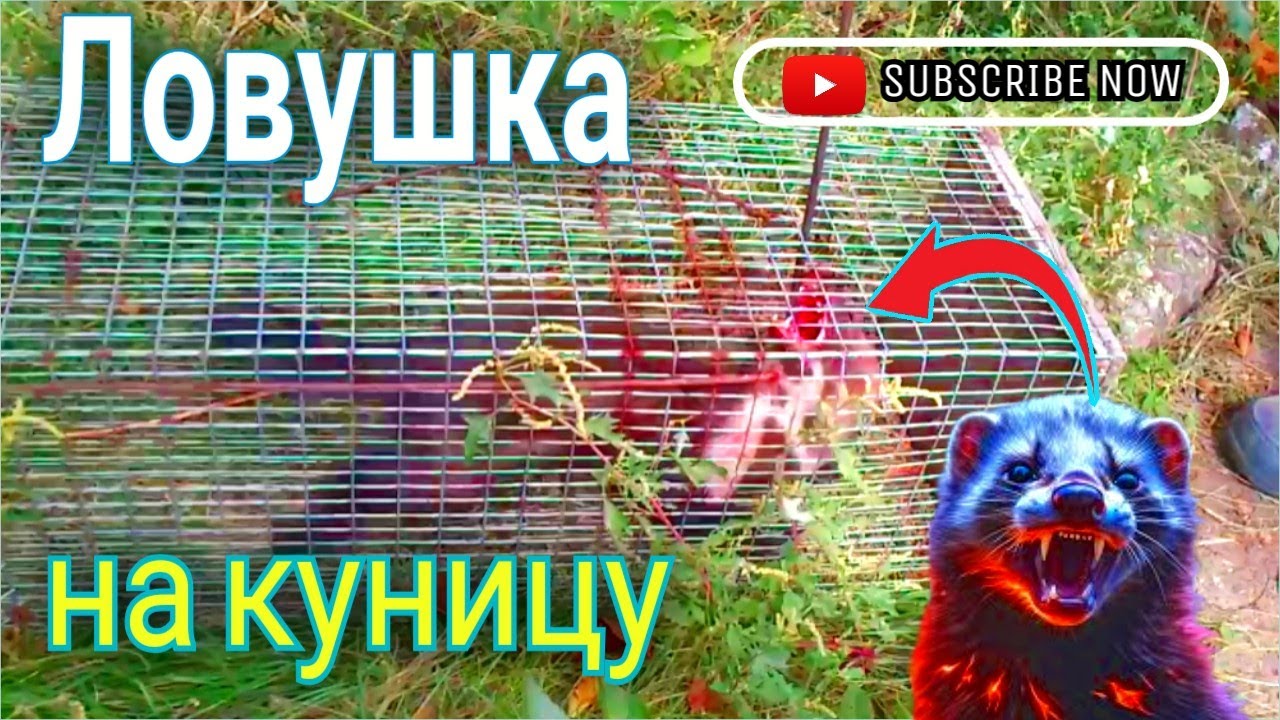Ловушка на хорька, куницу. Обзор и подробный обзор ловушки
