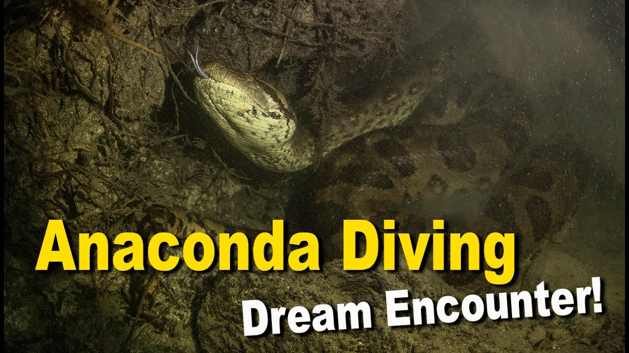 Anaconda Diving... It is Not Easy Finding Snakes