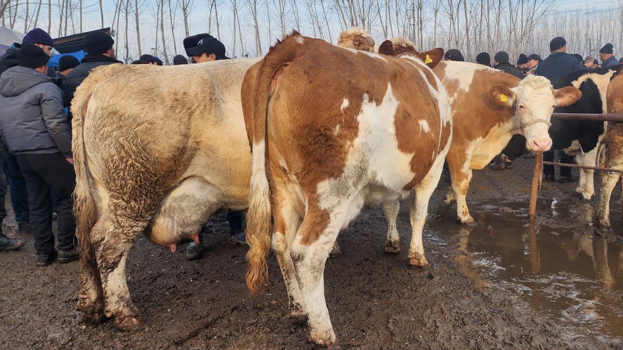 SHAHRIXON JO'JA BOZORI KO‘CHADAGI REAL NARXLAR