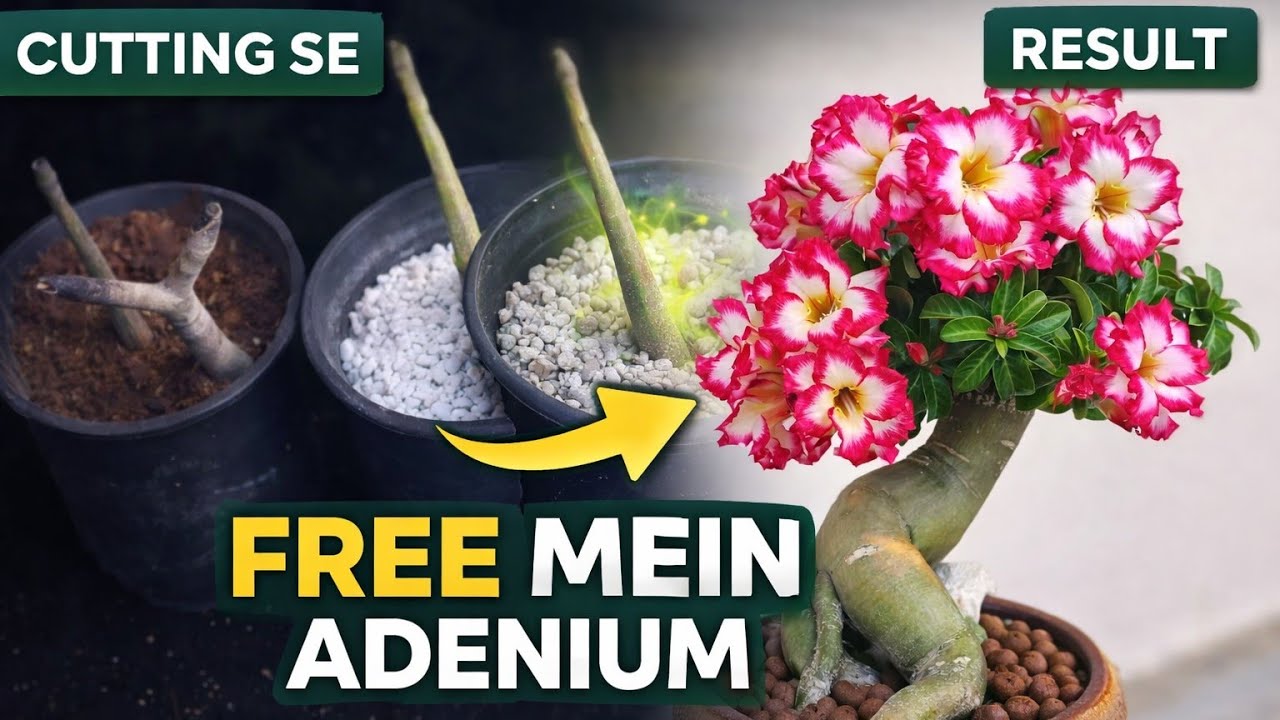 Adenium Cutting से Kaise उगाएं | Adenium Propagation Complete Guide with 4 comparison 