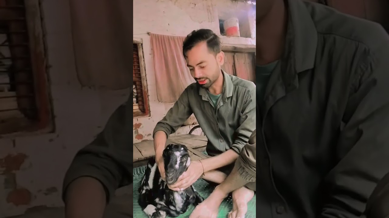 bakra aur Insan