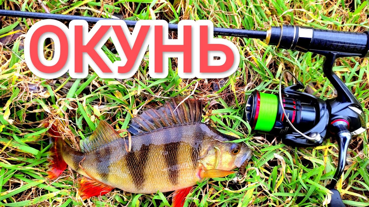 ОКУНЬ СПІНІНГ МІКРОДЖИГ рибалка восени на спінінг ловля окуня на ультралайт