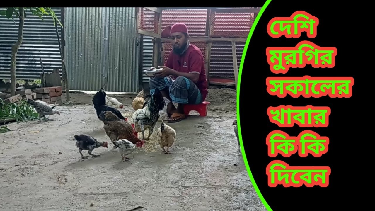 দেশি মুরগির সকালের খাবার কি কি দিলাম।। দেশি মুরগি পালন পদ্ধতি। দেশি মুরগির খামার।।Rajon Mini Farm।।