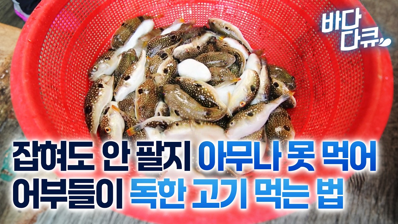 한 마리에 딱 두 점 나오는 귀한 고기. 잡혀도 아무나 못 먹는 독한 고기 먹는 법 / 졸복잡이 / #바다다큐