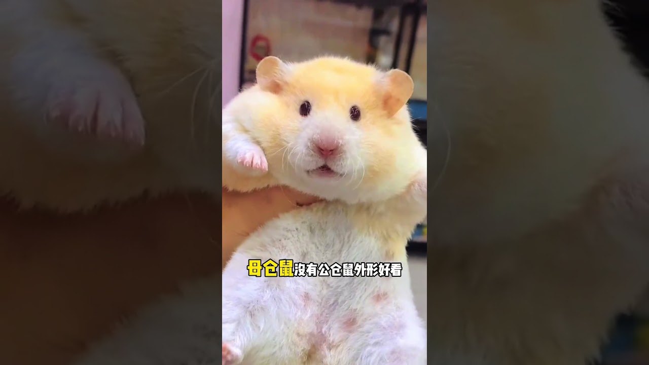 养仓鼠选公的好还是母的好？ 养仓鼠选公的好还是母的好？金丝熊 仓鼠 养鼠日常分享