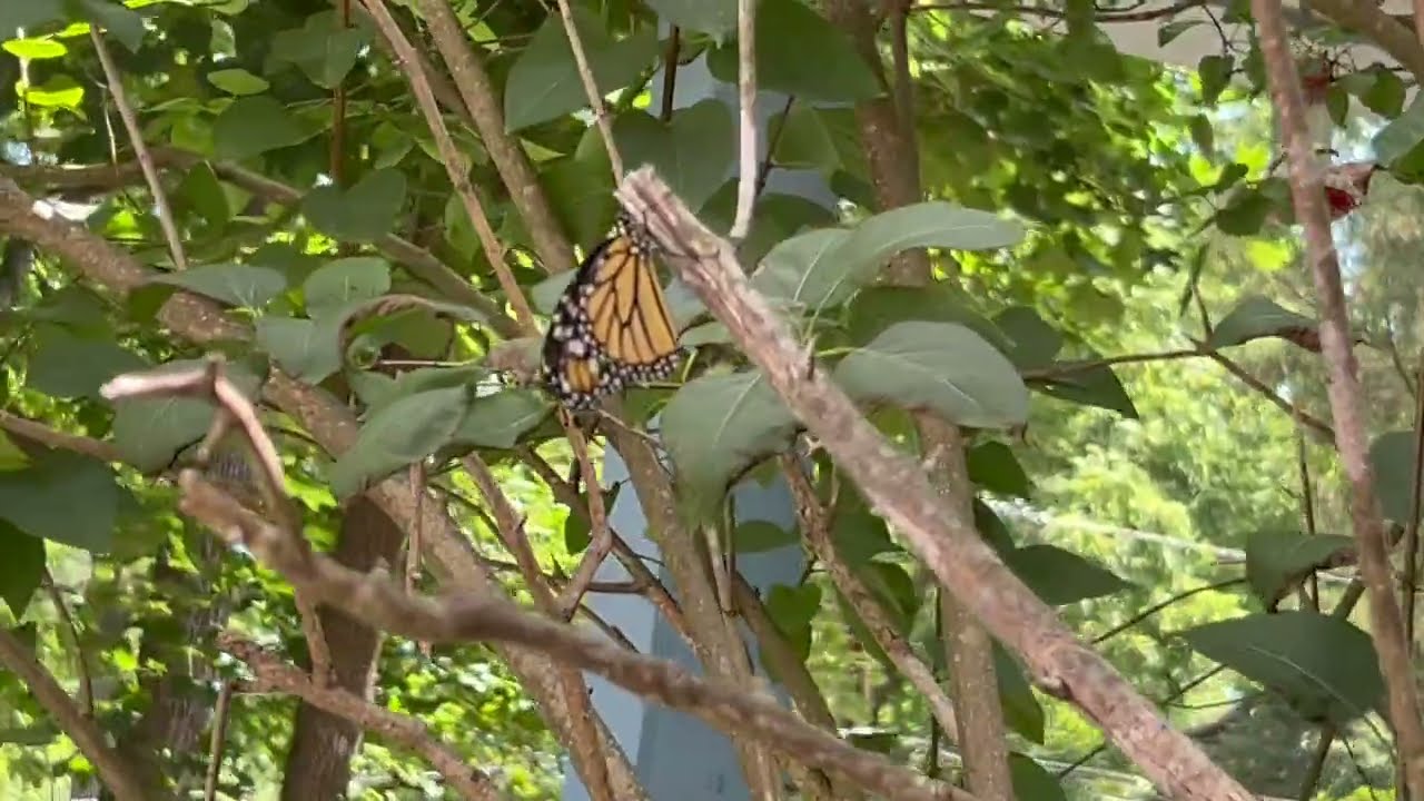 Butterfly Spirit Animal Energy + The Book of Symbols
