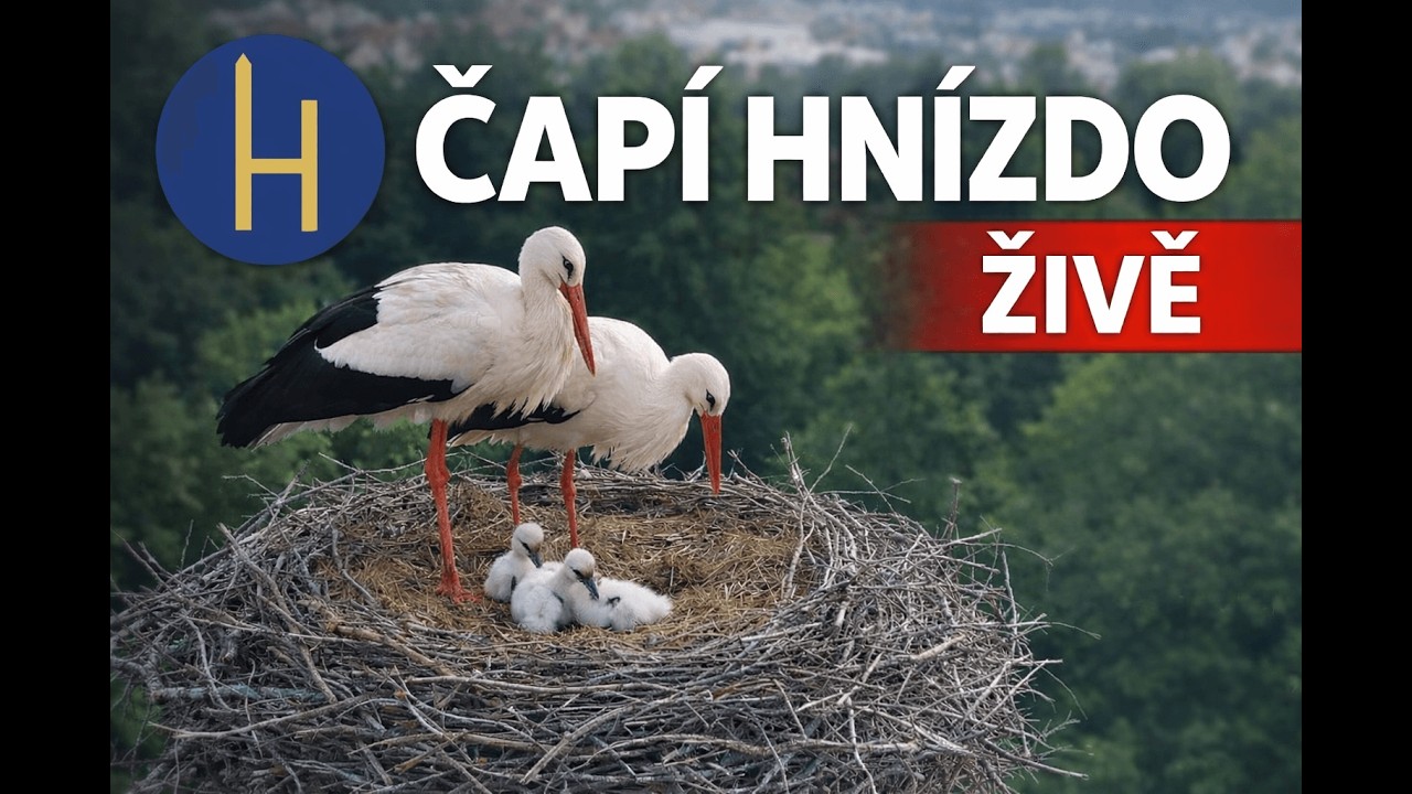 Město Holešov – čapí hnízdo