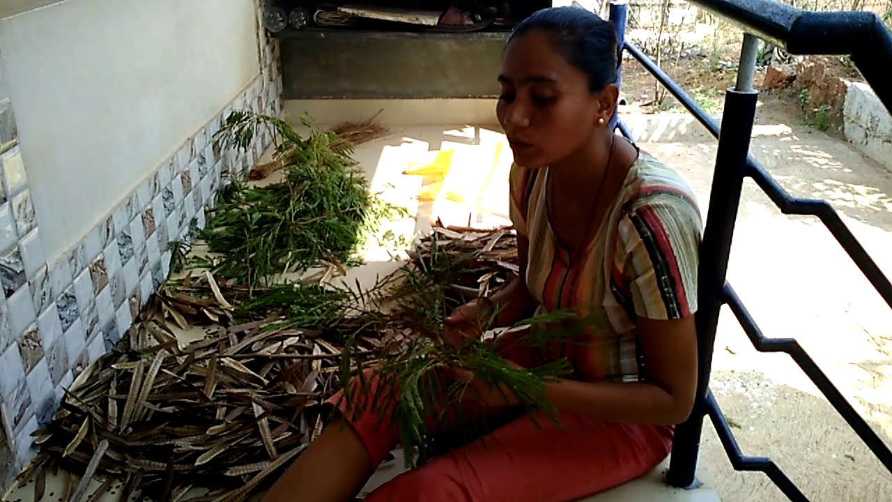 Subabul farming