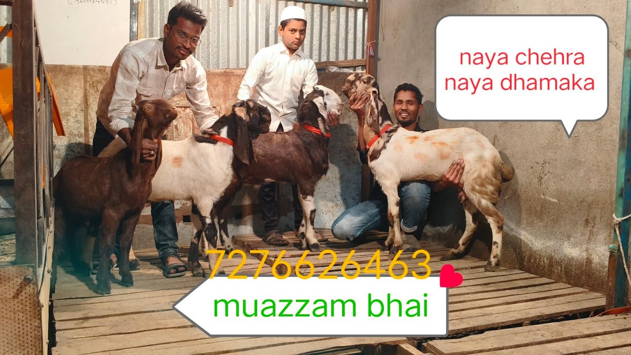 Muazzam bhai offer mein quality lekar Aaye Hain onwards 5500 #goat # goatfarming #animals #trader