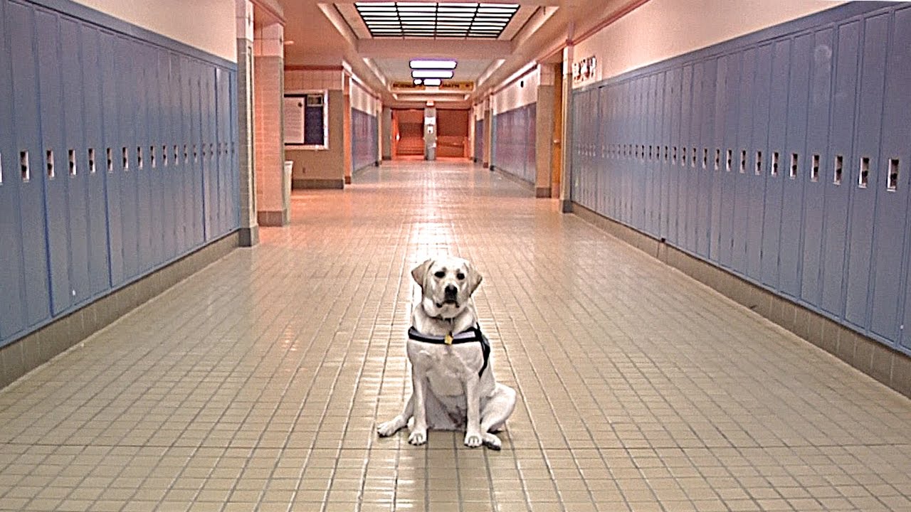 Artie - Centennial Middle School's Therapy Dog