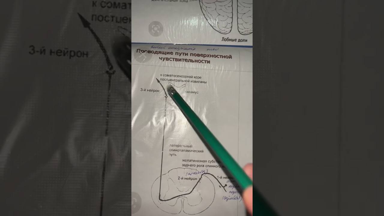 Беткей және терең сезімталдық неврология? #неврология
