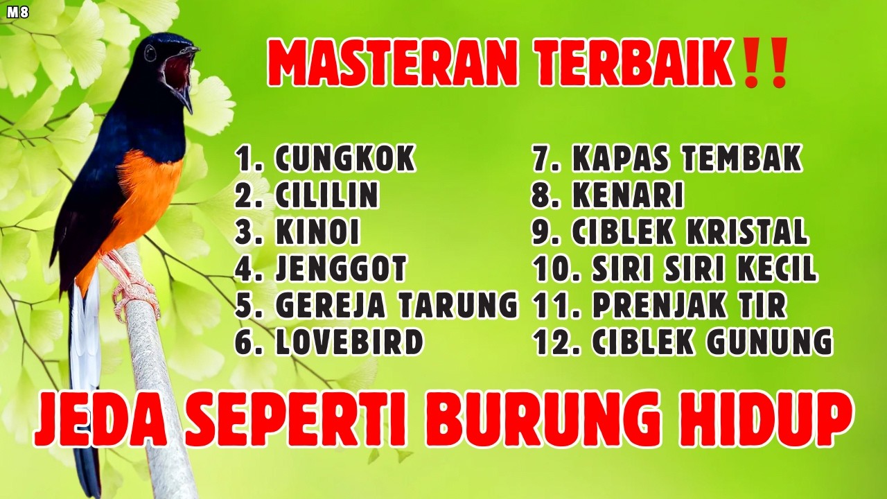 🔴 MASTERAN TERBAIK SEPANJANG MASA MURAI BATU GACOR