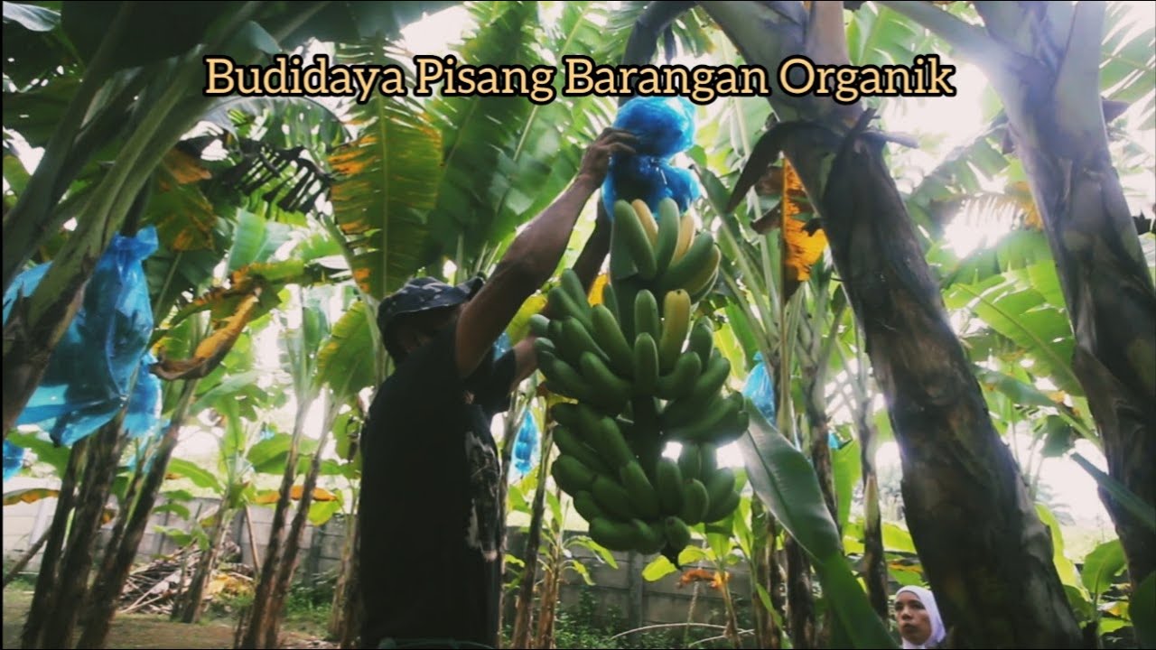 POTRET BISNIS: Woiii, budidaya pisang barangan organik ternyata menguntungkan.
