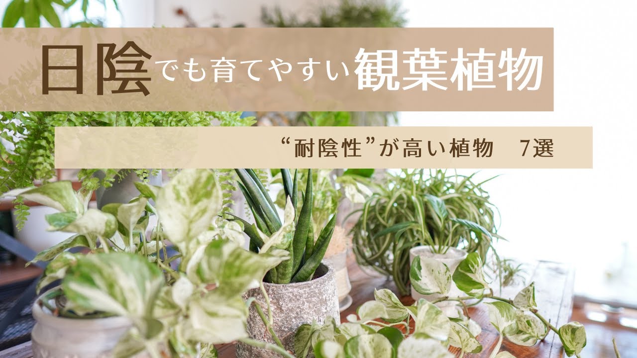 【日陰でも育ちやすい観葉植物7選】初心者にもオススメな品種をくるちゃんがピックアップ！