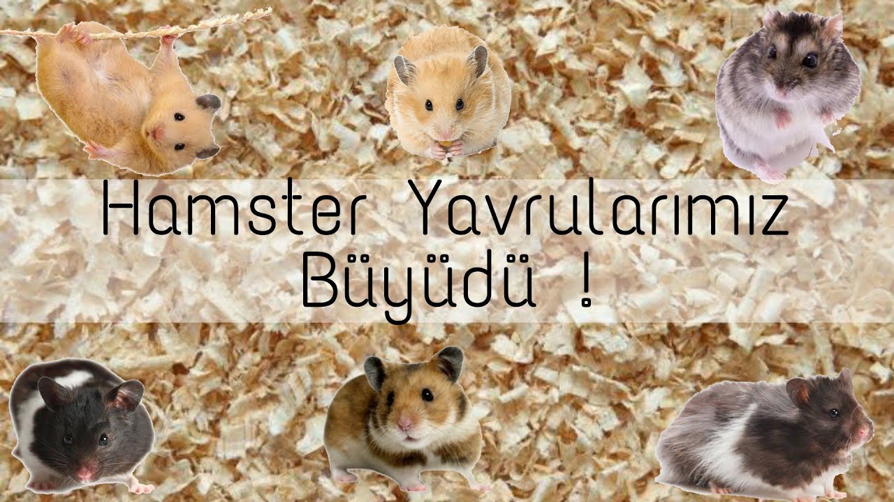 Hamster Yavrularımız Büyüdü! (Bedava Talaş)